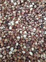 مغز فندق شکسته روغن گیری