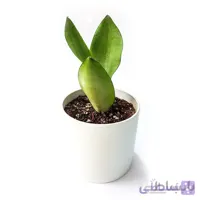 گیاه سانسوریا مهتابی به همراه گلدان میکا استوانه ای | سایز کوچک