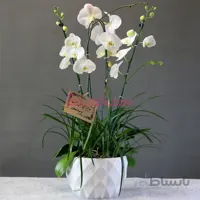 ارکیده ترحیم تسلی