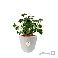 گیاه طبیعی شمعدانی متوسط مدل GN12-5M