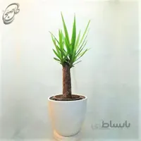 سفارش گل آنلاین – یوکا سایز متوسط طرح Y-093 ( ارسال گل رایگان )