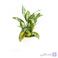 گیاه آگلونما سبز | سایز متوسط