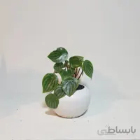 پیرومیا