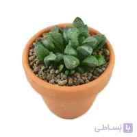 هاورتیا موتیکا با گلدان سفالی 8