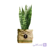 گیاه طبیعی سانسوریا شمشیری گلباران سبز گیلان مدل GN13-24K