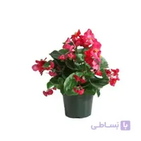 خرید گل آنلاین – بگونیا عروس