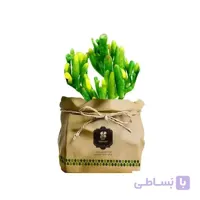 گیاه طبیعی کاکتوس نعل اسبی گلباران سبز گیلان مدل GN13-45K