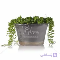 گیاه آپارتمانی دانه غوره ای 15 سانتی متری