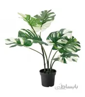 گیاه برگ انجیری ابلق ایکیا مدل FEJKA