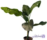 دیفن باخیا برگ پهن
