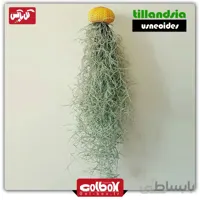 گیاه هوازی خزه اسپانیایی