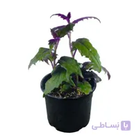 گل ژینورا یا مخملی