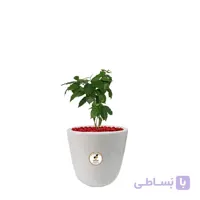 گیاه طبیعی سیسوس کوچک گلباران