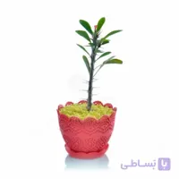 گیاه آپارتمانی مرجان در گلدان پلاستیکی طرح برجسته ارتفاع 21 سانتی متر