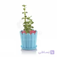 ساکولنت کراسولا خرفه در گلدان حصاری گرد کوچک | خرفه سبز| گیاه کوچک