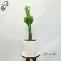 سفارش گل آنلاین – افوربیا تریگونا سبز طرح E-031