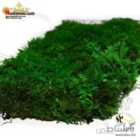 خزه تثبیت شده سایپرس سبز