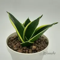 سانسوریا بلک گلد ابلق | sansevieria black gold