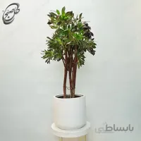 سفارش گل آنلاین – آئونیوم سبز طرح A-033