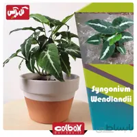 گل سینگونیوم مخملی