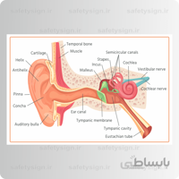 4702- آناتومی بدن – گوش ها