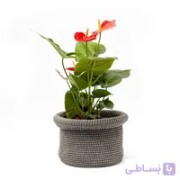 گل آنتوریوم همراه کاور شالیزه | سایز متوسط