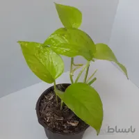 پتوس نئون