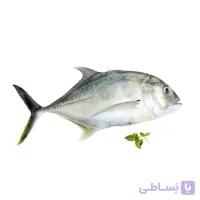 ماهی مقوا سفید