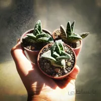 آلوئه واریگاتا