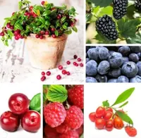 پکیج خانواده بری ها ( پکیج بذر اورجینال )