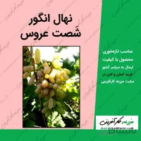 نهال انگور شصت عروس - انگور انگشت عروس