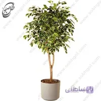 سفارش گل آنلاین – فیکوس بنجامین ابلق طرح B-010 ( ارسال گل رایگان )