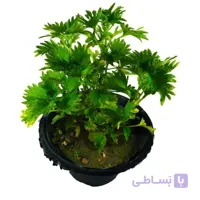 گیاه آپارتمانی حسن یوسف زرد و سبز