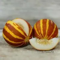 بذر خربزه ی مینیاتوری ببری بسته 1000 عددی