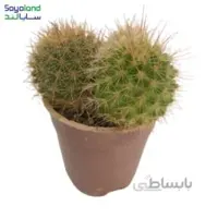 کاکتوس مامیلاریا عمده فروشی