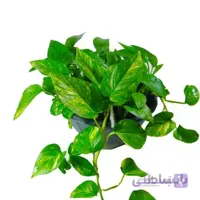 گیاه آپارتمانی پتوس ابلق
