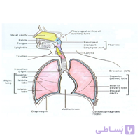 ارائه آماده درباره دستگاه تنفسی بدن انسان