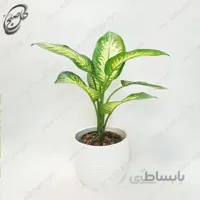 سفارش گل آنلاین – دیفن باخیا طرح D-017