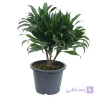 دراسنا کامپکت سطل 7