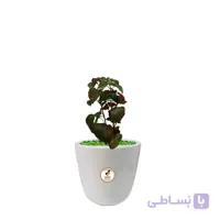 گیاه طبیعی گل سنگ قرمز کوچک گلباران