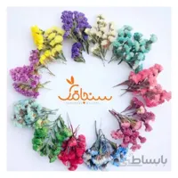 گل استاتیس(لیمونیوم)بسته‌ای