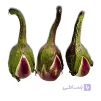 بذر بیبی بادمجان یا بادمجان ترشی