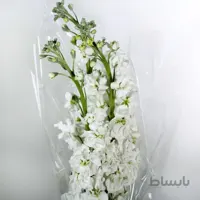 دسته گل کوچک شب بو