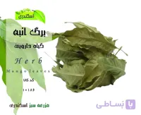 برگ انبه