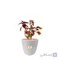گیاه طبیعی حسن یوسف کوچک