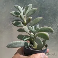 سنسیو کراسیس سیموس