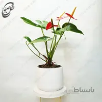 سفارش گل آنلاین – آنتوریوم قرمز طرح A-051