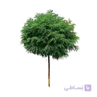بذر درخت اقاقیا
