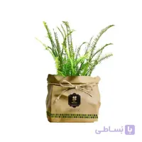 گیاه طبیعی سرخس گلباران سبز گیلان مدل GN13-39K