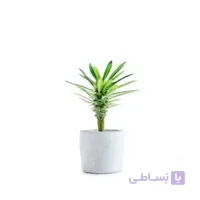 خرید گل آنلاین – نخل ماداگاسکار